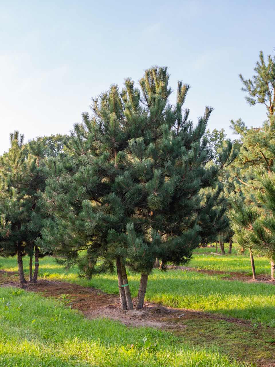 SUGALISM × PINE Moravian Southern Cross Austrian Pine | Pinus nigra 'Moravsky